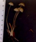 Image of K.East.Mycena.091017.jpg