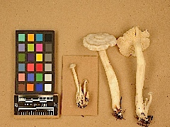 Image of clark1.jpg