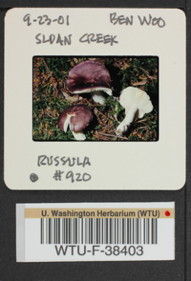 Image of 