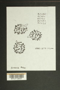 Image of 