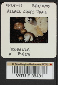 Image of 