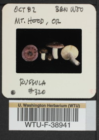 Image of 