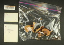 Image of 