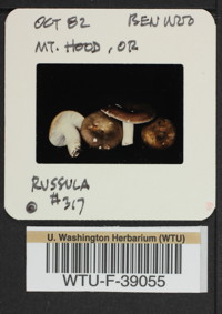 Image of 