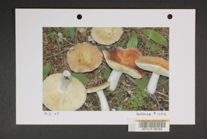 Image of 