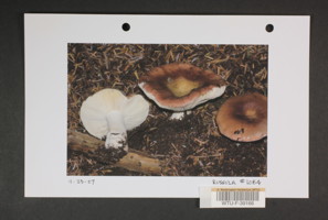 Image of 