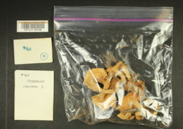 Image of 