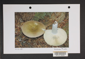 Image of 