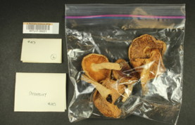 Image of 